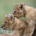 Exploring the Mara North Conservancy