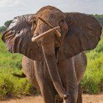 Tsavo East National Park