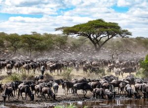 Things to Do on a Tanzania Safari in 2027