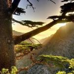 Ras Nature Forest Reserve