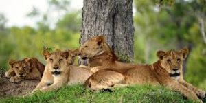 Read more about the article Nyerere National Park