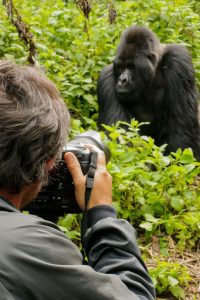 Read more about the article Is it safe to visit gorillas in Uganda?