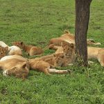 Exploring the Best of East Africa