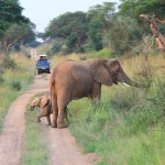 6 Days Rwanda and Uganda Safari