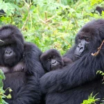 Best Safari Destinations in Rwanda