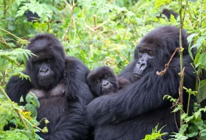 Read more about the article Best Safari Destinations in Rwanda