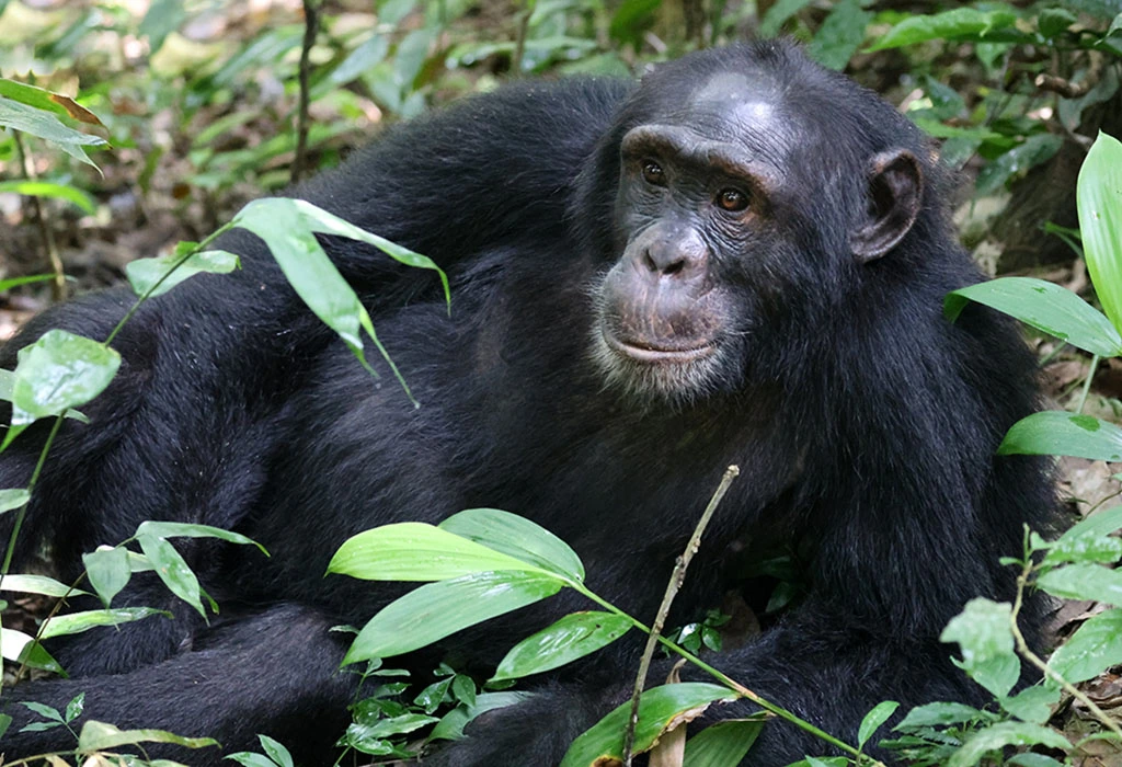 The Best Places for Chimpanzee Trekking