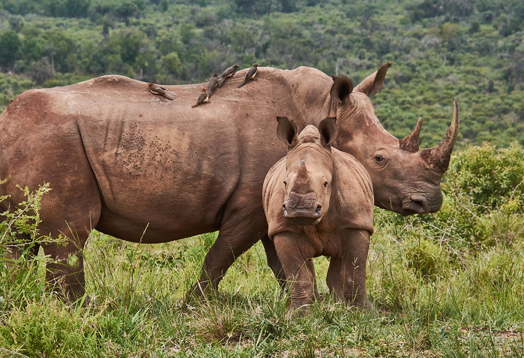 You are currently viewing Big Five Safaris in Akagera National Park