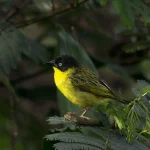 Which Lake in Uganda is a Bird Sanctuary?