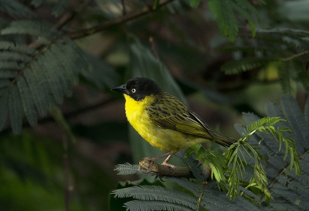 Animals in Kibale National Park?