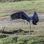 Which Country in East Africa Has the Best Birding?