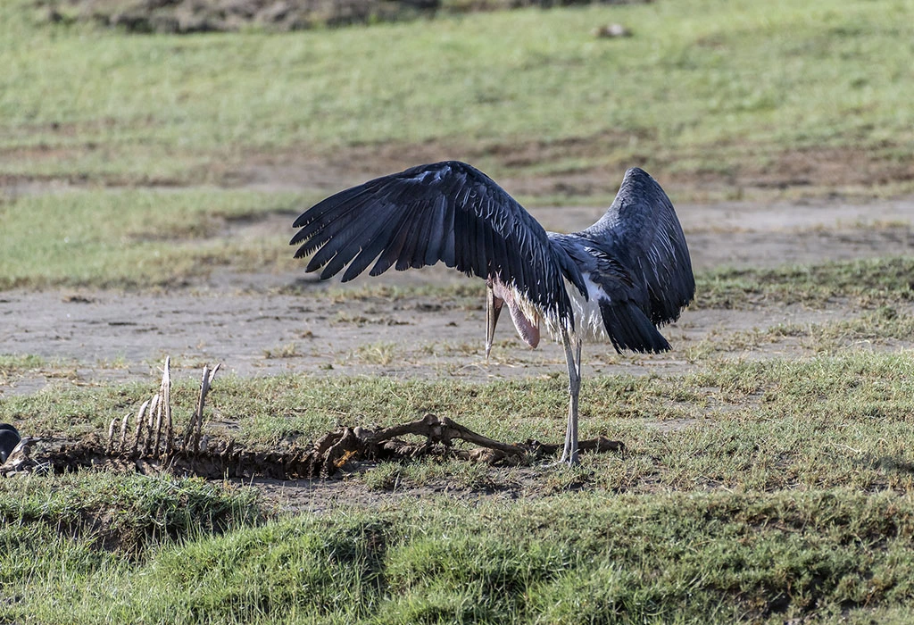 You are currently viewing Which Country in East Africa Has the Best Birding?