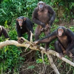 Chimpanzee Trekking in Budongo Forest