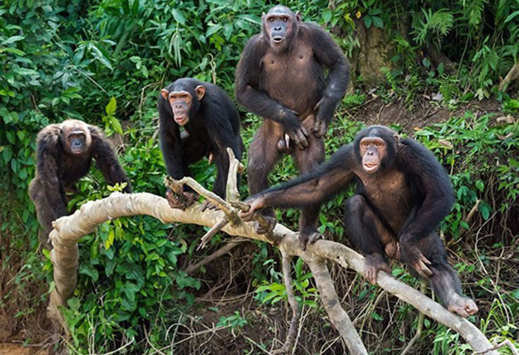 You are currently viewing Chimpanzee Trekking in Budongo Forest