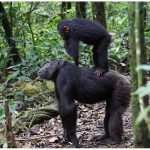 Chimpanzee Trekking in Rwanda