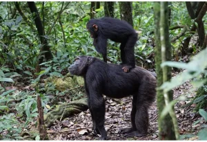 Read more about the article Chimpanzee Trekking in Rwanda