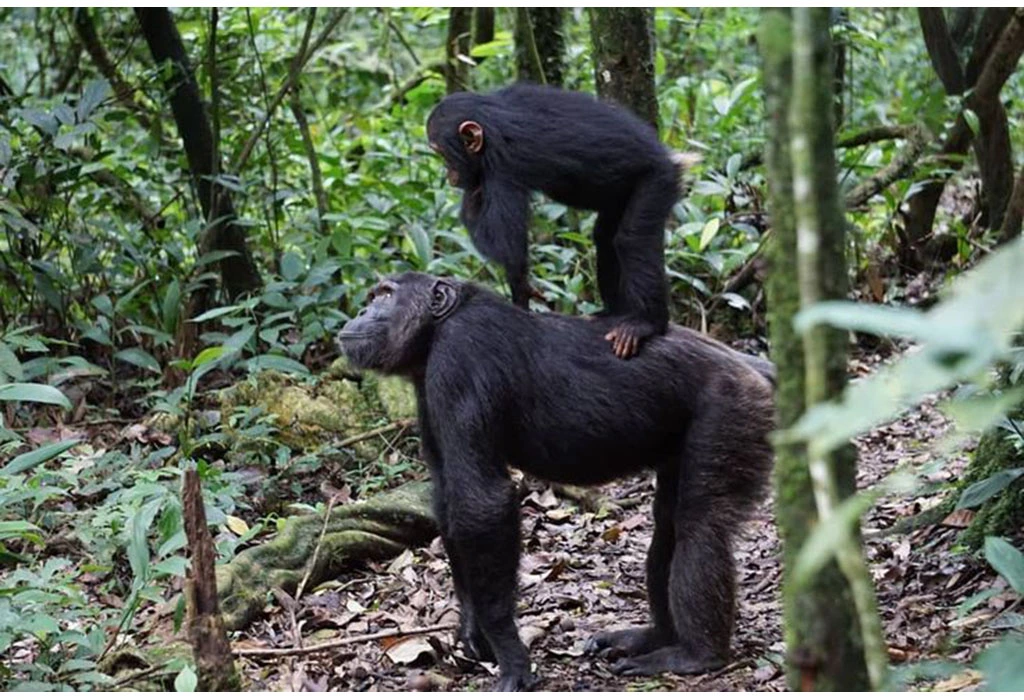 You are currently viewing Chimpanzee Trekking in Rwanda