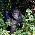 What is Chimpanzee Trekking?