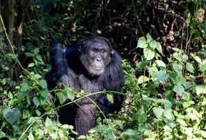 Read more about the article What is Chimpanzee Trekking?