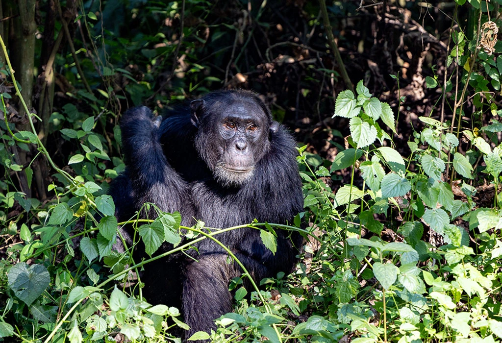 What is Chimpanzee Trekking?