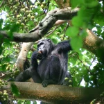 What is the Age Limit for Chimpanzee Trekking in Uganda?