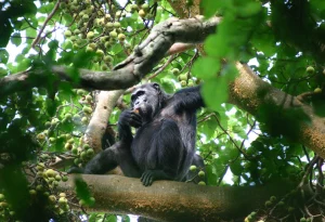 Read more about the article What is the Age Limit for Chimpanzee Trekking in Uganda?