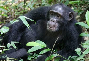 Read more about the article What Kind of Chimpanzees Are Found in Uganda?