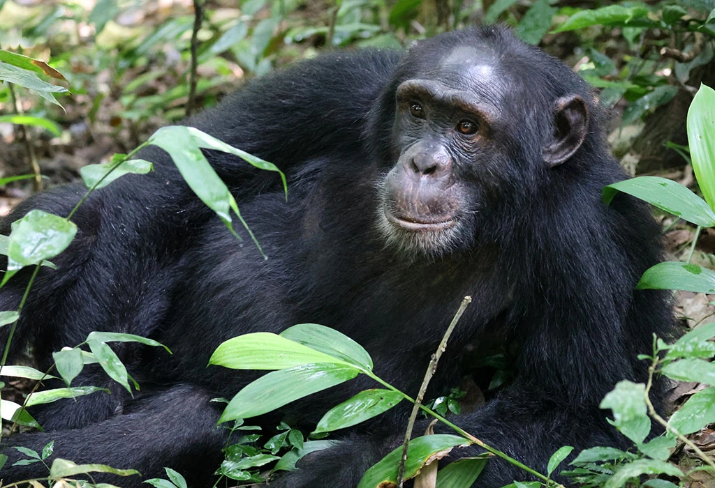 Animals in Kibale National Park?