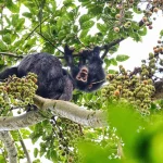 What Are Chimpanzees Famous For?