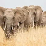 Explore the beauty of East Africa
