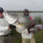 The Most Caught Fish in Uganda