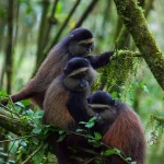 Where Do Golden Monkeys Live?