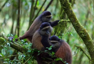 Read more about the article Where Do Golden Monkeys Live?