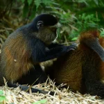 What is a Golden Monkeys Habituation Experience?
