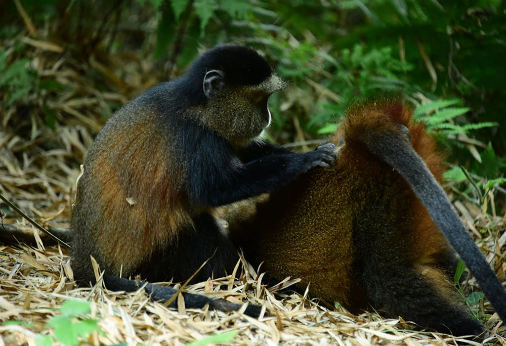 You are currently viewing What is a Golden Monkeys Habituation Experience?