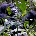 14 Day Gorilla Trekking and Adventure Safari in Uganda