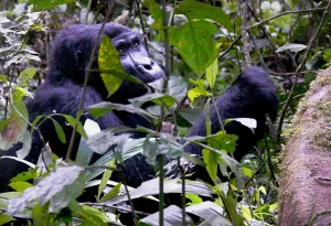 Read more about the article 14 Day Gorilla Trekking and Adventure Safari in Uganda