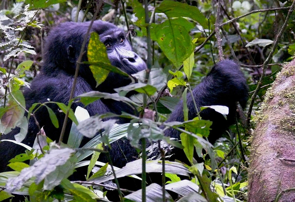 You are currently viewing 14 Day Gorilla Trekking and Adventure Safari in Uganda