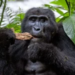  Adventure Tours in Rwanda and Uganda