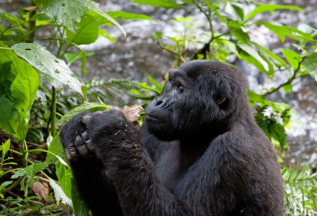 2 Day Uganda Gorilla Trekking from Kigali