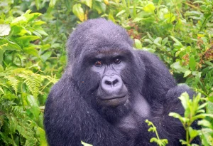 Read more about the article Gorilla Trekking in Rwanda.