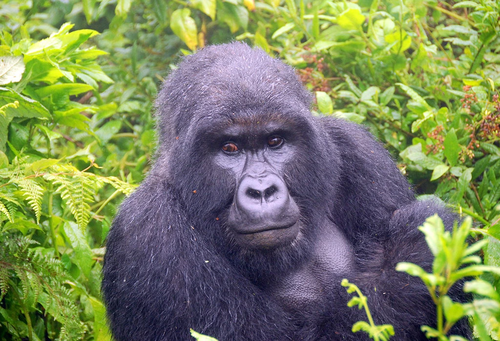 You are currently viewing Gorilla Trekking in Rwanda.