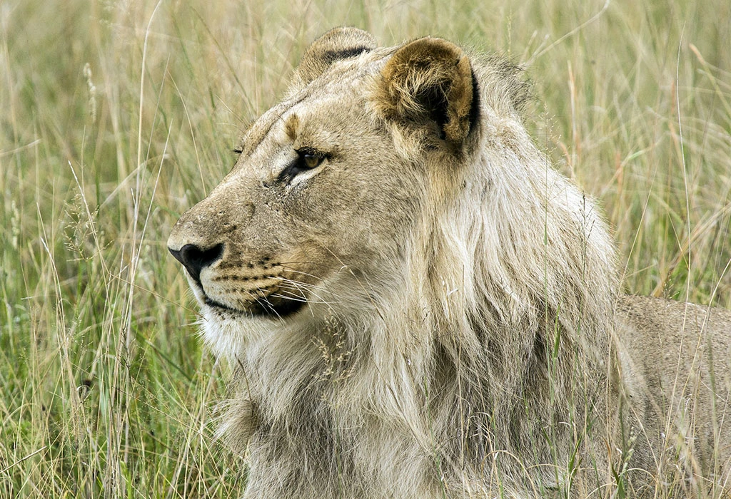 Big Five safari in Akagera National Park, Rwanda.