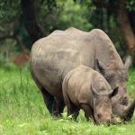 Luxury and Budget Safari Packages in Rwanda & Uganda