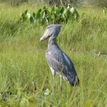 Visit Mabamba Wetland