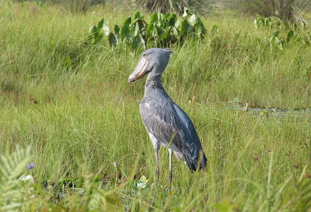 Read more about the article Visit Mabamba Wetland