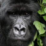 Safari Tours in Rwanda & Uganda.