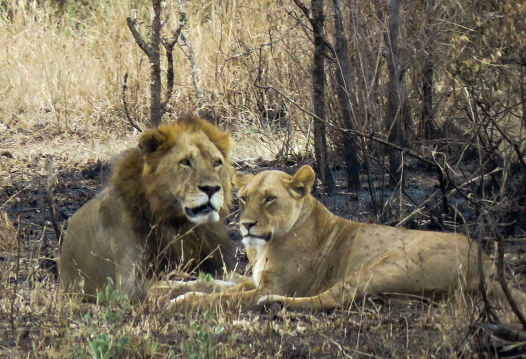 You are currently viewing 17 Day Uganda Kenya and Tanzania Safari