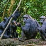 Top Activities in Kibale National Park