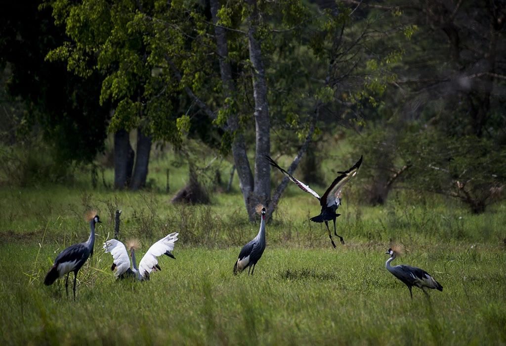 You are currently viewing Umusambi Village